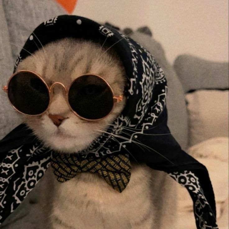 a cat wearing a headscarf